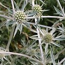 Eryngium spinalba