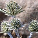 Eryngium tricuspidatum