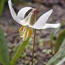 Erythronium albidum