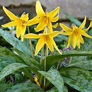 Erythronium americanum (psiząb amerykański)