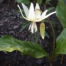 Erythronium californicum (psiząb kalifornijski)