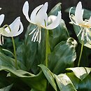 Erythronium White Beauty