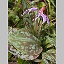 Erythronium dens-canis (psiząb liliowy)