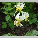 Erythronium helenae