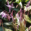 Erythronium hendersonii (lilia Hendersona)