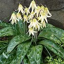 Erythronium oregonum