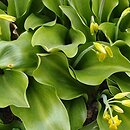 Erythronium tuolumnense