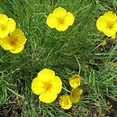 Eschscholzia lobbii