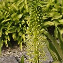 Eucomis pallidiflora ssp. pole-evansii (koronówka jasnokwiatowa)