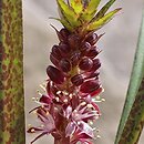 Eucomis vandermerwei