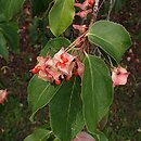 Euonymus fimbriatus (trzmielina himalajska)