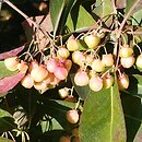 Euonymus grandiflorus (trzmielina wielkokwiatowa)