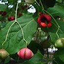 Euonymus hamiltonianus (trzmielina Hamiltona)