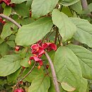 Euonymus latifolius (trzmielina szerokolistna)