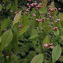 Euonymus maackii (trzmielina Hamiltona)