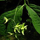 Euonymus macropterus (trzmielina wielkoskrzydła)
