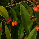 Euonymus myrianthus (trzmielina wielokwiatowa)