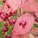 Euonymus sanguineus