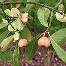 Euonymus velutinus (trzmielina aksamitna)
