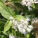 Eupatorium perfoliatum (sadziec przerośnięty)