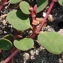 Euphorbia chamaesyce