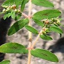 Euphorbia maculata (wilczomlecz plamisty)