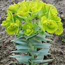 Euphorbia myrsinites (wilczomlecz mirtowaty)