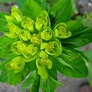 Euphorbia nicaeensis