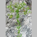 Euphorbia seguierana (wilczomlecz Seguiera)