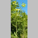 Euphorbia taurinensis (wilczomlecz grecki)