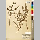 Euphrasia nemorosa (świetlik gajowy)