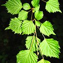 Euptelea polyandra (olszanka japońska)