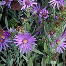 Eurybia divaricata (aster rozkrzewiony)