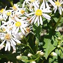 Eurybia schreberi (aster Schrebera)