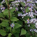 Eurybia spectabilis