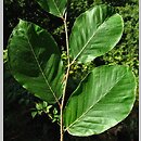Fagus ×taurica (buk pospolity podolski)