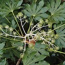 Fatsia japonica (fatsja japońska)