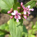 Valeriana cornucopiae