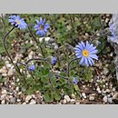 Felicia rosulata