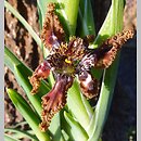 Ferraria crispa