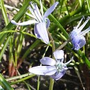Fessia khorassanica