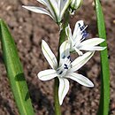 Fessia puschkinioides