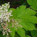 Filipendula camtschatica (wiązówka kamczacka)