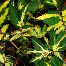 Filipendula ulmaria Variegata