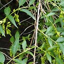 Fontanesia phillyraeoides