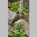 Francoa appendiculata