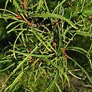 Frangula alnus Aspleniifolia