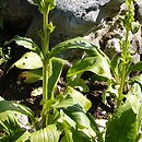 Frasera fastigiata