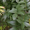 Fraxinus dimorpha