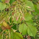 Fraxinus lanuginosa (jesion japoński)